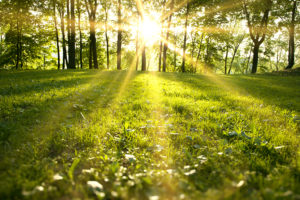 Sunlight coming through trees