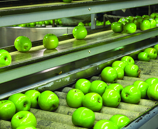 Apples of a factory conveyor belt