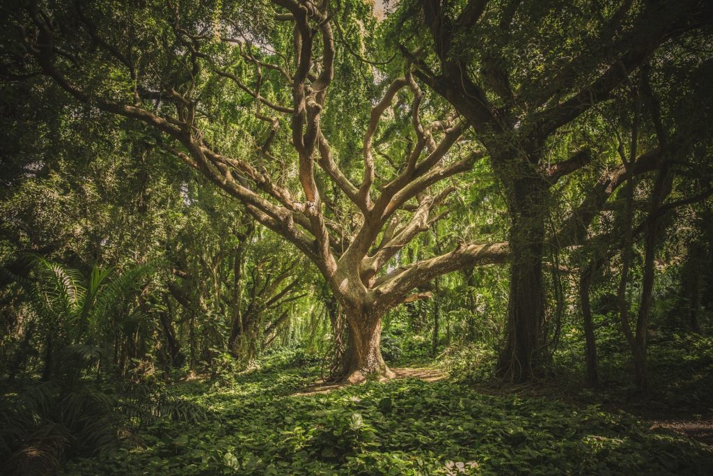 Large tree in wood