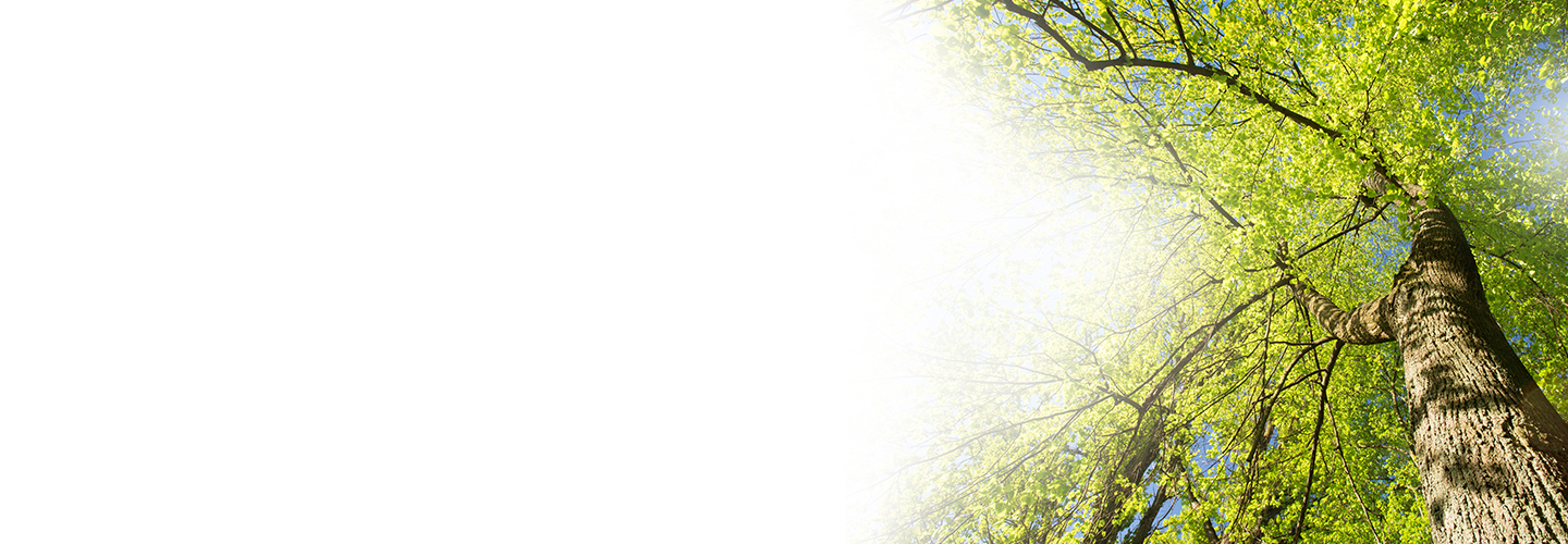 Tree with green leaves